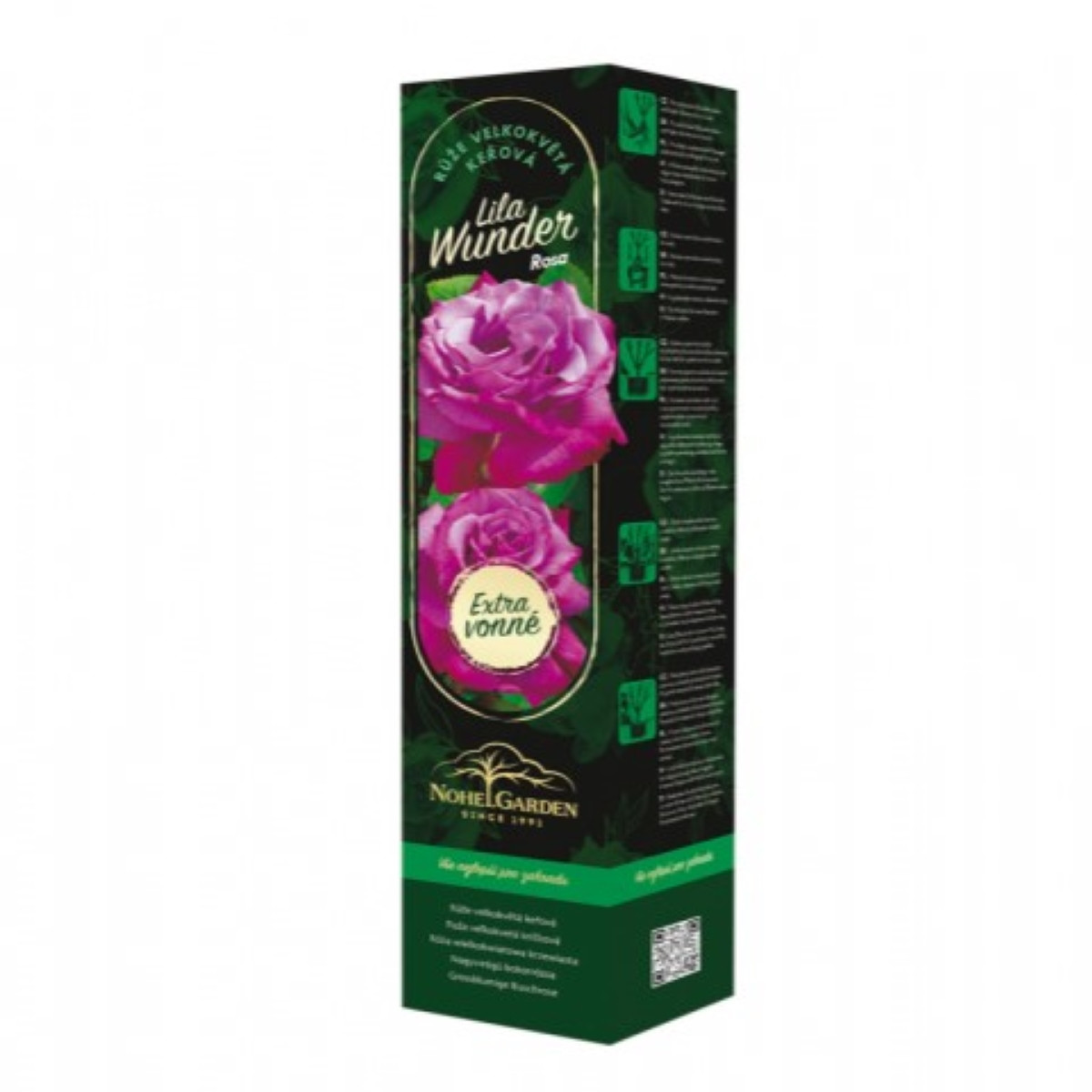 Růže velkokvětá keřová - Fragrant Lila Wunder - Rosa - prostokořenné sazenice růže - 1 ks