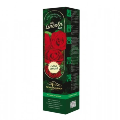Růže velkokvětá keřová - Fragrant Mister Lincoln - Rosa - prostokořenné sazenice růže - 1 ks