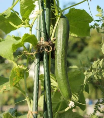 Okurka salátová Tribute F1 - Cucumis sativus - semena okurky - 10 ks