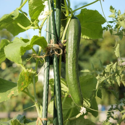Okurka salátová Tribute F1 - Cucumis sativus - semena okurky - 10 ks