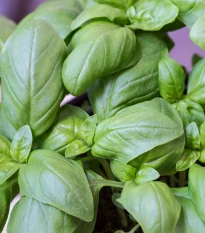 BIO Bazalka velkolistá - Ocimum basilicum - bio semena bazalky - 100 ks