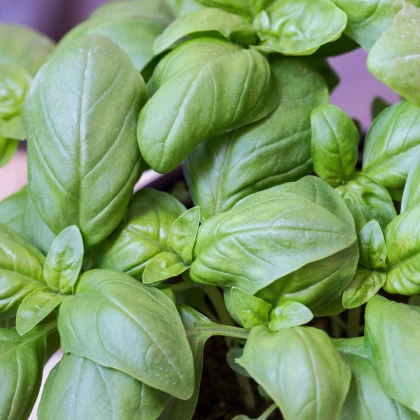 BIO Bazalka velkolistá - Ocimum basilicum - bio semena bazalky - 100 ks