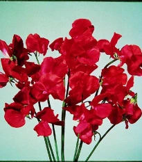Hrachor Elegance Scarlet - Lathyrus odoratus - semena hrachoru - 20 ks