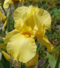 Kosatec německý Maui Moonlight - Iris germanica - hlízy kosatce - 1 ks