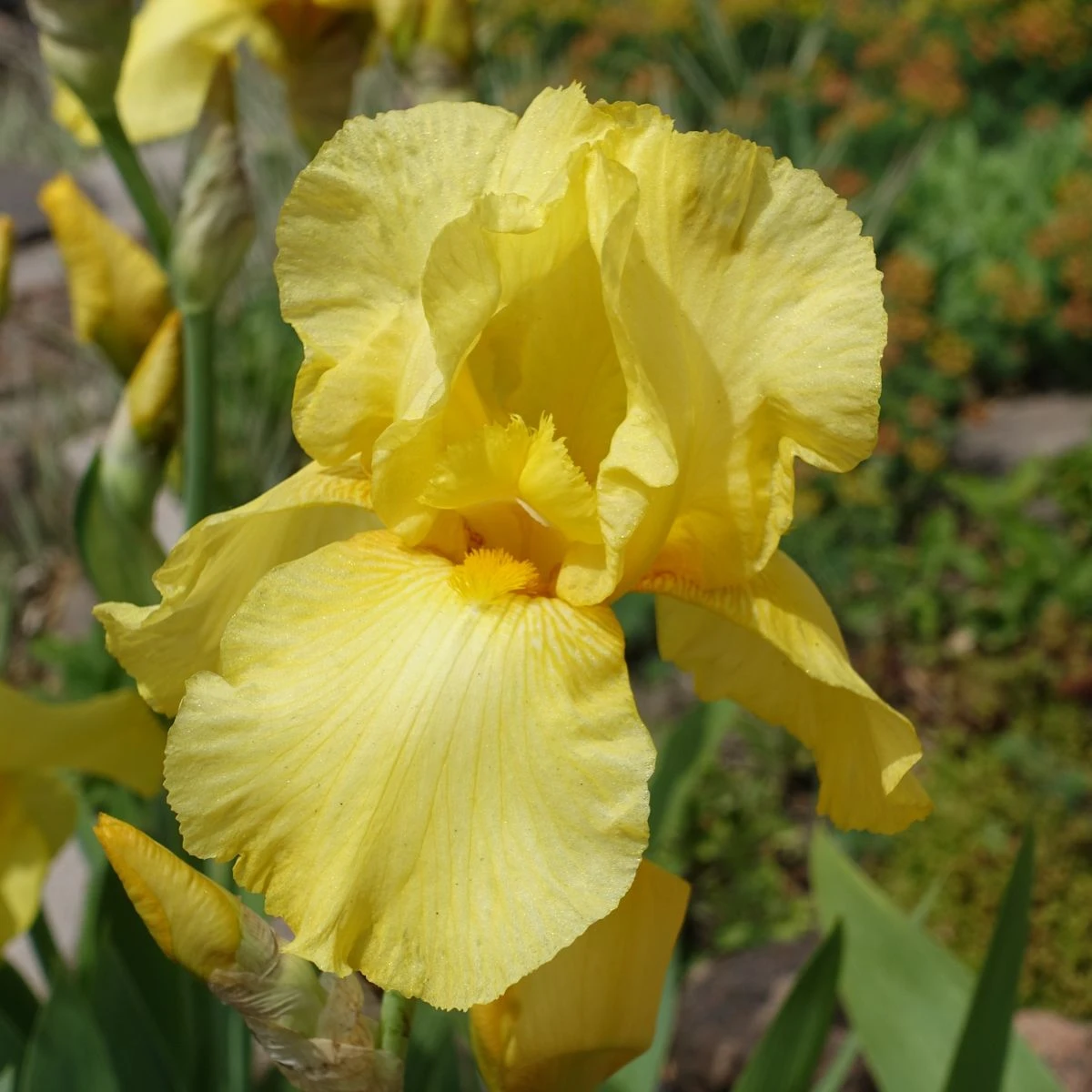 Kosatec německý Maui Moonlight - Iris germanica - hlízy kosatce - 1 ks