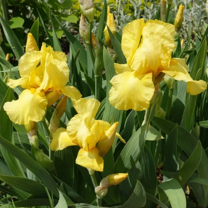 Kosatec německý Maui Moonlight - Iris germanica - hlízy kosatce - 1 ks