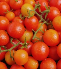 Rajče keříčkové Minirotus F1 - Solanum lycopersicum - semena rajčat - 10 ks