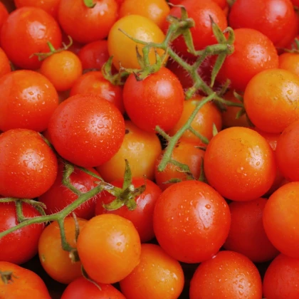 Rajče keříčkové Minirotus F1 - Solanum lycopersicum - semena rajčat - 10 ks