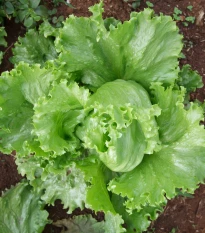 Salát Miniko hlávkový ledový - Lactuca sativa - semena salátu - 100 ks