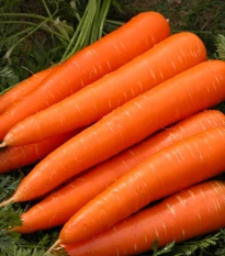 Mrkev Berlikumer 2 - Daucus carota - semena mrkve - 150 ks