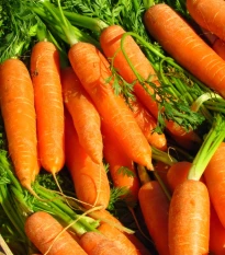 Mrkev Rubína - Daucus carota - semena mrkve - 150 ks