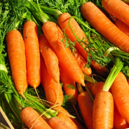 Mrkev Rubína - Daucus carota - semena mrkve - 150 ks