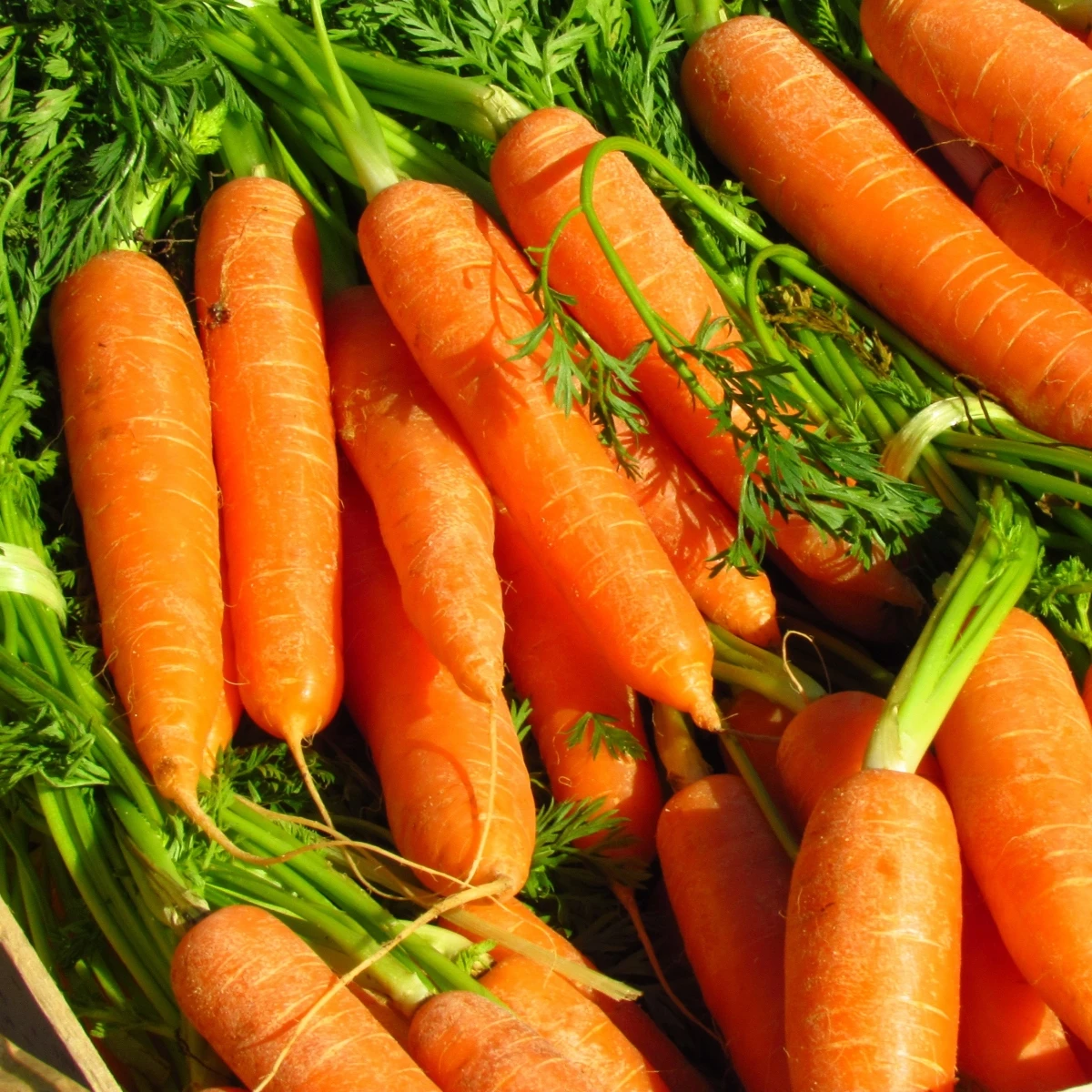 Mrkev Rubína - Daucus carota - semena mrkve - 150 ks