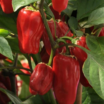 Paprika Sweet Heat F1 - Capsicum annuum - semena papriky - 6 ks