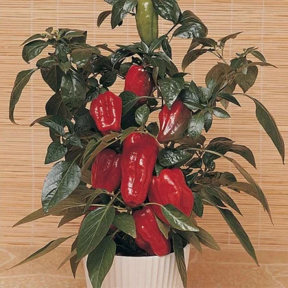 Paprika Sweet Heat F1 - Capsicum annuum - semena papriky - 6 ks