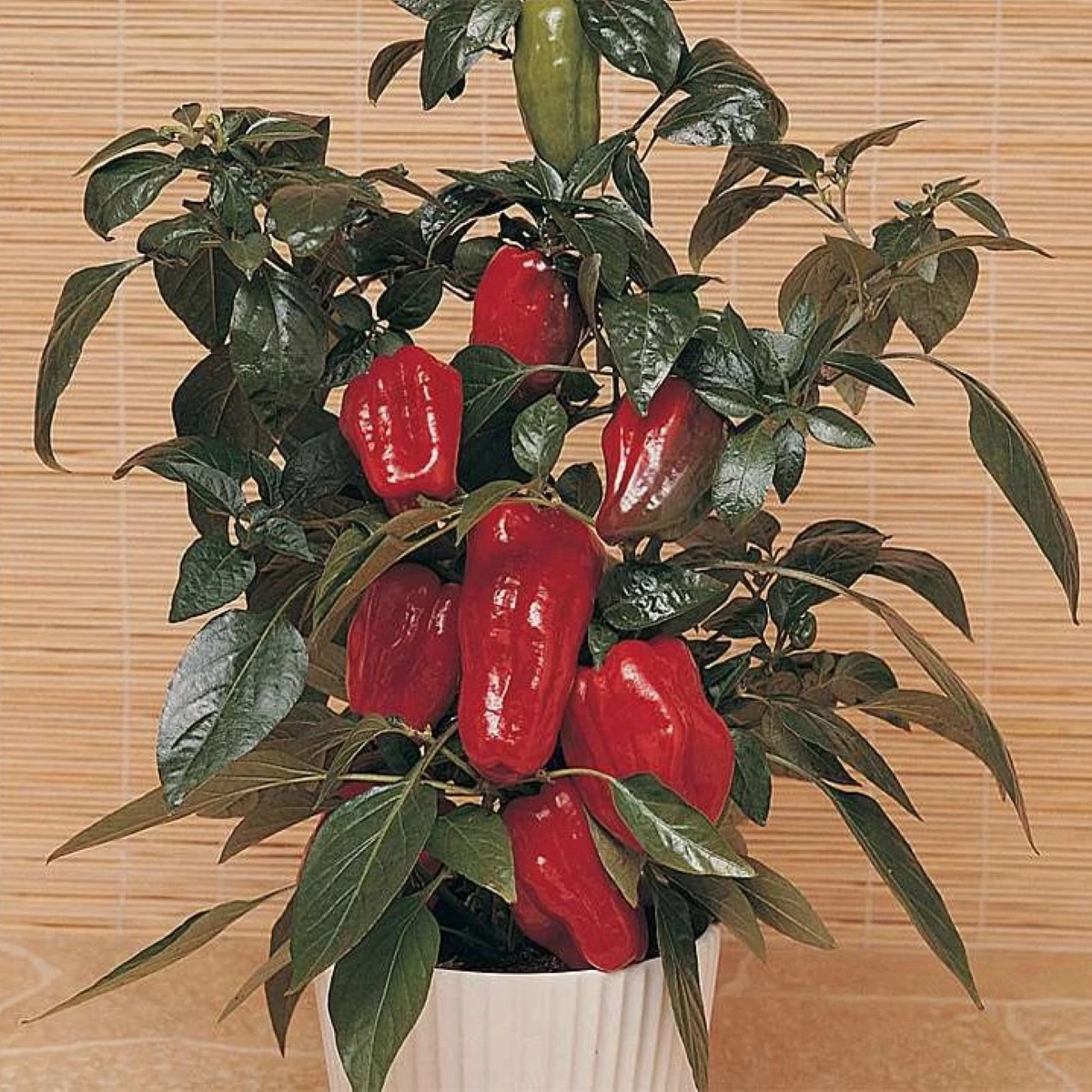 Paprika Sweet Heat F1 - Capsicum annuum - semena papriky - 6 ks