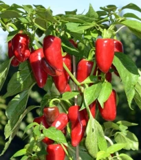 Paprika Balconi F1 - Capsicum annuum - semena papriky - 6 ks