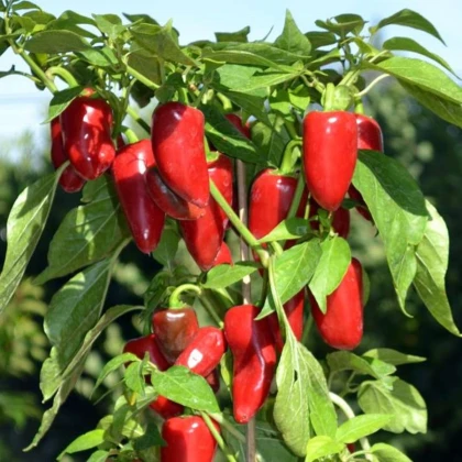Paprika Balconi F1 - Capsicum annuum - semena papriky - 6 ks