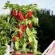 Paprika Balconi F1 - Capsicum annuum - semena papriky - 6 ks