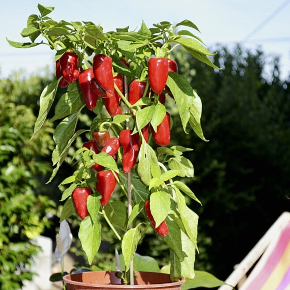 Paprika Balconi F1 - Capsicum annuum - semena papriky - 6 ks