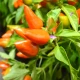 Chilli Foxta - Capsicum annuum - semena chilli - 6 ks
