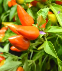 Chilli Foxta - Capsicum annuum - semena chilli - 6 ks