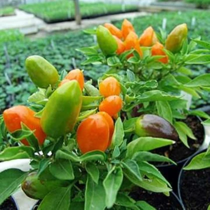 Chilli Foxta - Capsicum annuum - semena chilli - 6 ks