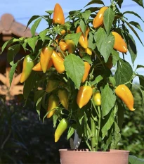 Paprika Terrazzi F1 - Capsicum annuum - semena papriky - 6 ks