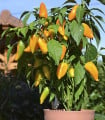 Paprika Terrazzi F1 - Capsicum annuum - semena papriky - 6 ks