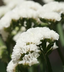 Limonka chobotnatá Hipster White - Limonium sinuatum - semena limonky - 30 ks