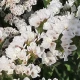 Limonka chobotnatá Hipster White - Limonium sinuatum - semena limonky - 30 ks