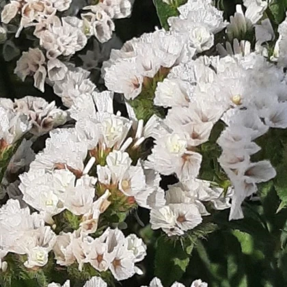 Limonka chobotnatá Hipster White - Limonium sinuatum - semena limonky - 30 ks