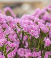 Limonka chobotnatá Hipster Rose - Limonium sinuatum - semena limonky - 30 ks