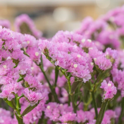 Limonka chobotnatá Hipster Rose - Limonium sinuatum - semena limonky - 30 ks