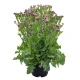 Limonka chobotnatá Hipster Rose - Limonium sinuatum - semena limonky - 30 ks