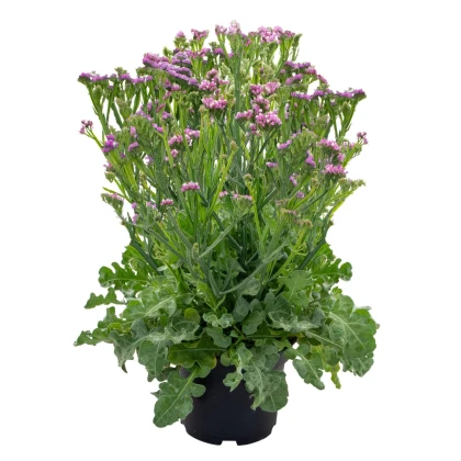 Limonka chobotnatá Hipster Rose - Limonium sinuatum - semena limonky - 30 ks