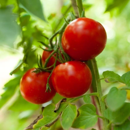Rajče Tornado F1 - Solanum lycopersicum - semena rajčete - 20 ks