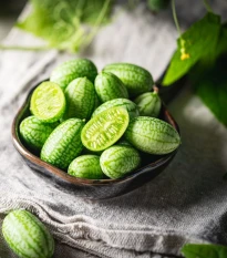 Mexická mini okurka - Melothria scabra - semena okurky - 5 ks