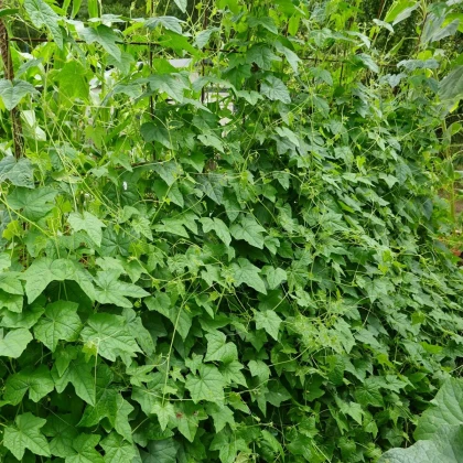Mexická mini okurka - Melothria scabra - semena okurky - 5 ks