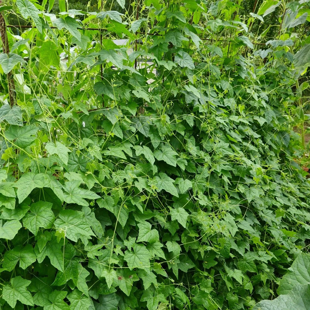 Mexická mini okurka - Melothria scabra - semena okurky - 5 ks