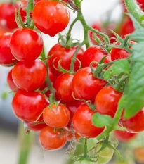 Rajče Gourmelito F1 - Solanum lycopersicum - semena rajčete - 6 ks
