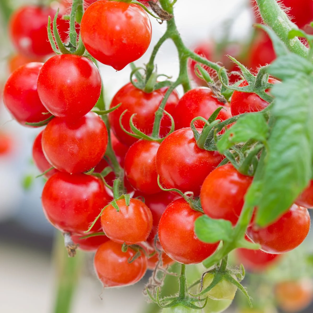 Rajče Gourmelito F1 - Solanum lycopersicum - semena rajčete - 6 ks