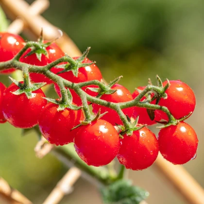 Rajče Gourmelito F1 - Solanum lycopersicum - semena rajčete - 6 ks