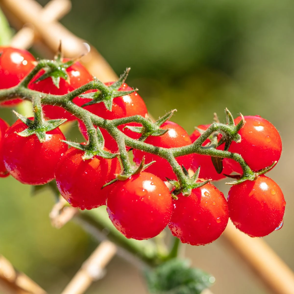 Rajče Gourmelito F1 - Solanum lycopersicum - semena rajčete - 6 ks