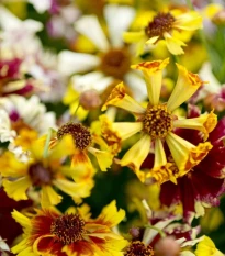Krásnoočko Sea Shells Mix - Coreopsis hybrida - semena krásnoočka - 50 ks
