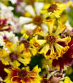 Krásnoočko Sea Shells Mix - Coreopsis hybrida - semena krásnoočka - 50 ks