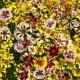 Krásnoočko Sea Shells Mix – Coreopsis hybrida – semena krásnoočka