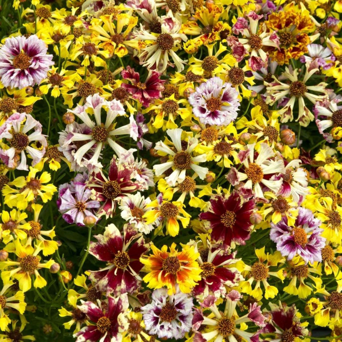 Krásnoočko Sea Shells Mix – Coreopsis hybrida – semena krásnoočka