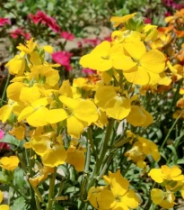 Chejr vonný Sugar Rush F1 Yellow - Cheiranthus cheiri - semena chejru - 20 ks