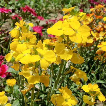 Chejr vonný Sugar Rush F1 Yellow - Cheiranthus cheiri - semena chejru - 20 ks